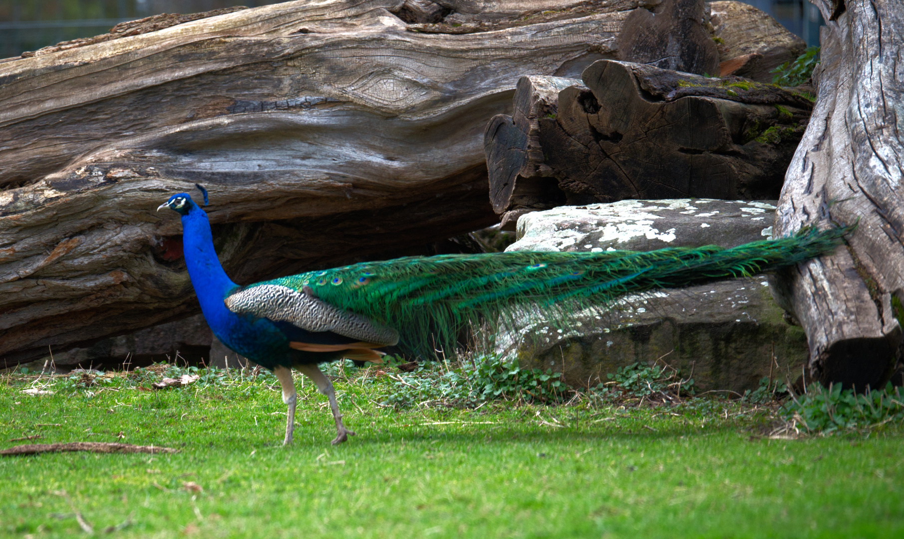 Höhenpark_Killesberg_Pfau