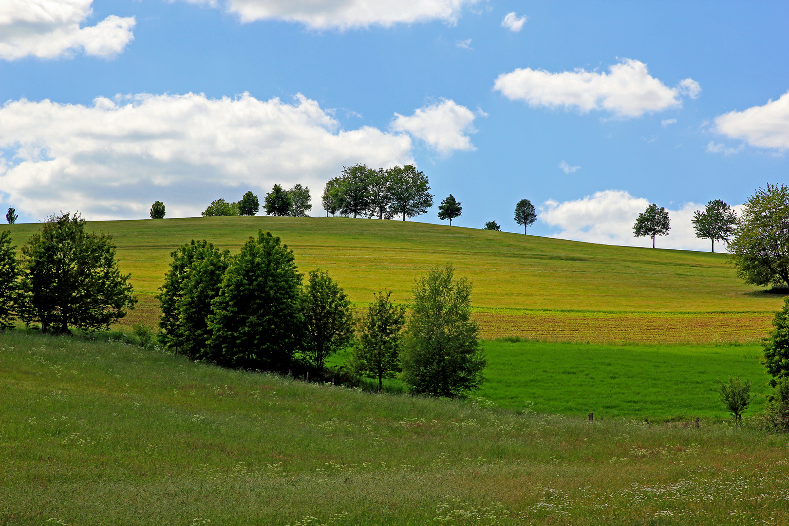 Höhenrückenbäume bei Reichshof-Heidberg NRW (erstellt aus JPEG Datei)