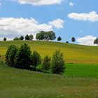 Höhenrückenbäume bei Reichshof-Heidberg NRW (erstellt aus JPEG Datei)