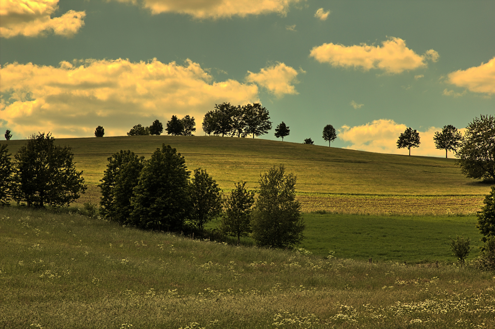 Höhenrückenbäume bei Reichshof-Heidberg NRW (HDR aus einer RAW Datei erzeugt)