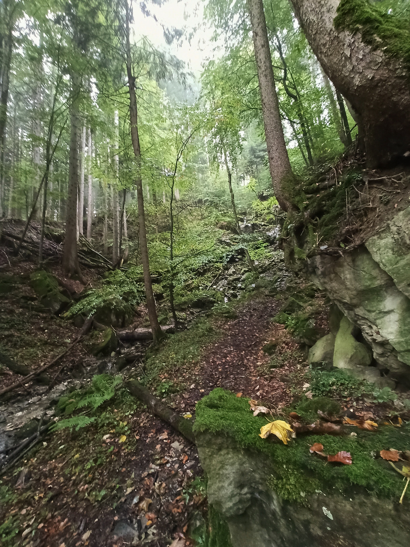 Höhenweg von Ried nach Kochel (IMG_20211012_110333_ji)