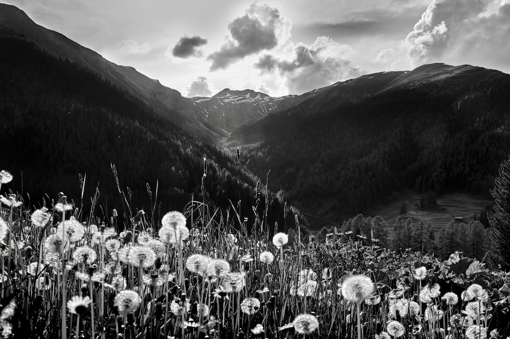 Höhepunkt der Wiesenblüte