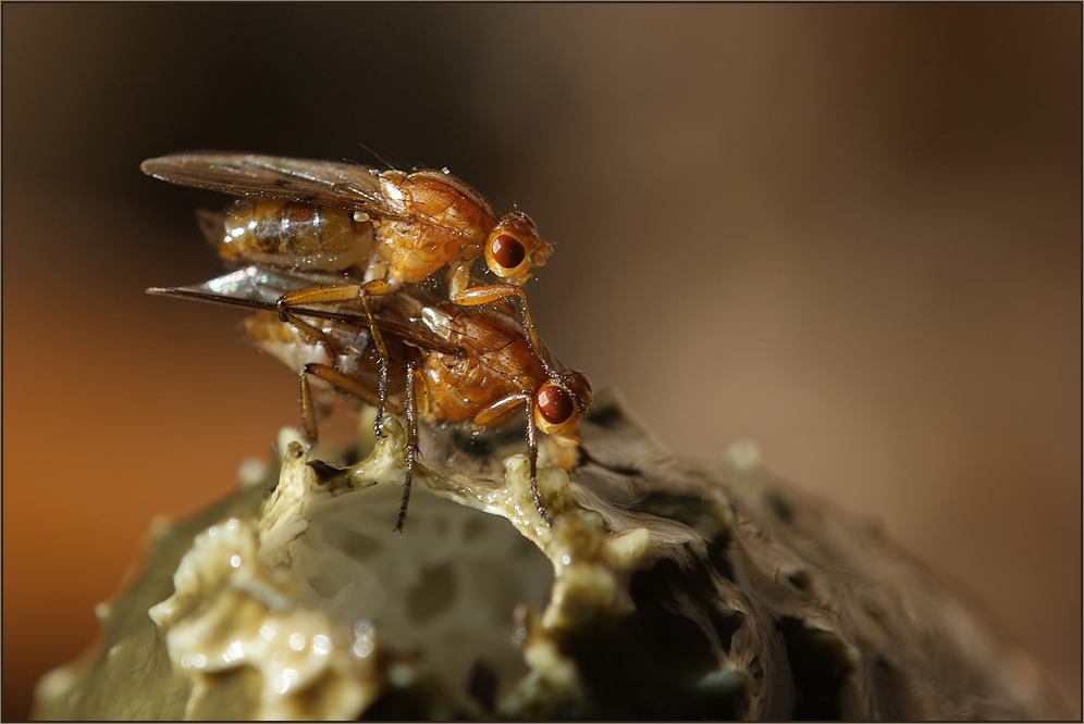 Höhepunkte