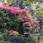 Höhepunkte des Herbstes bei uns