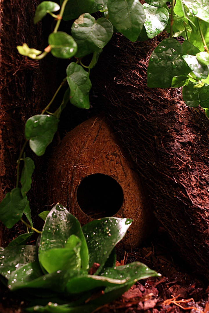 Höhle im Terrarium