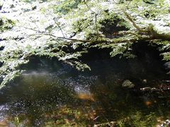 Höhle oder dunkler Wald???