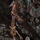 Höhlenbär Ursus spelaeus