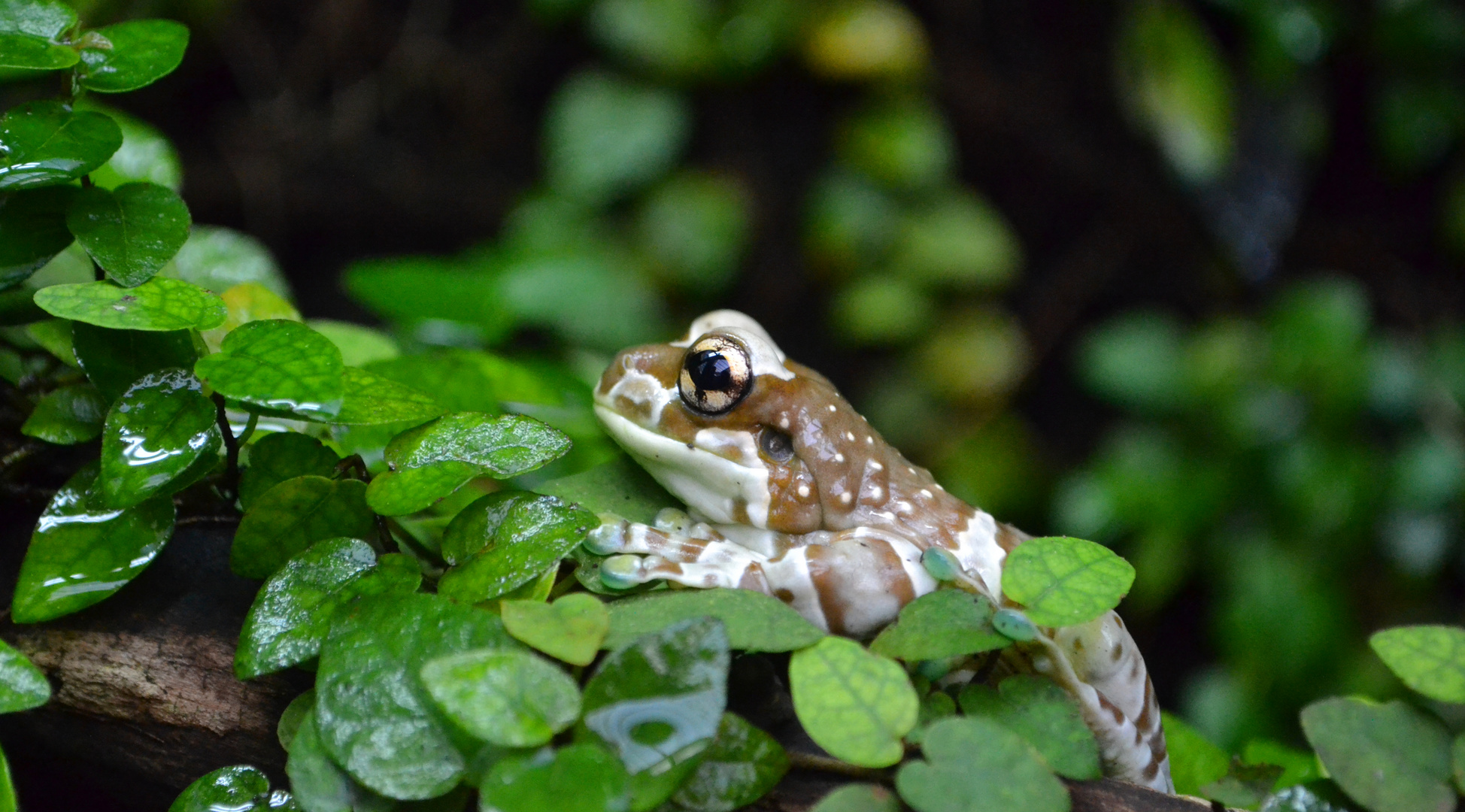 Höhlenlaubfrosch