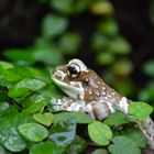 Höhlenlaubfrosch