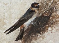 Höhlenschwalbe beginnt mit Nestbau