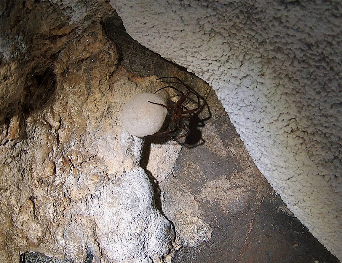 Höhlenspinne im Licht der Helmlampe