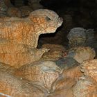 Höhlentier aus der Steinzeit
