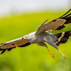 Höhlenweihe - African Harrier-Hawk