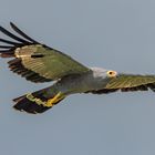 Höhlenweihe - African Harrier-Hawk