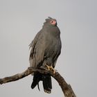 Höhlenweihe - African Harrier Hawk 