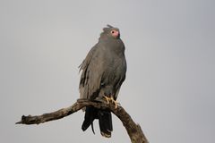 Höhlenweihe - African Harrier Hawk 