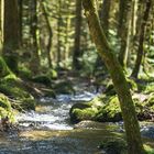 Höllbachwasserfall - auf dem Weg