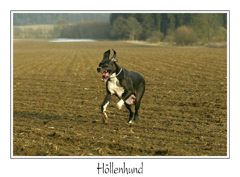 Höllenhund I