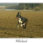 Höllenhund I