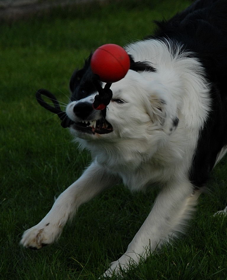 Höllenhund mit Ball