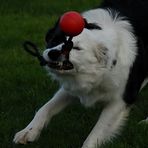 Höllenhund mit Ball