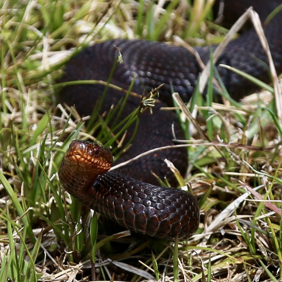 Höllenotter