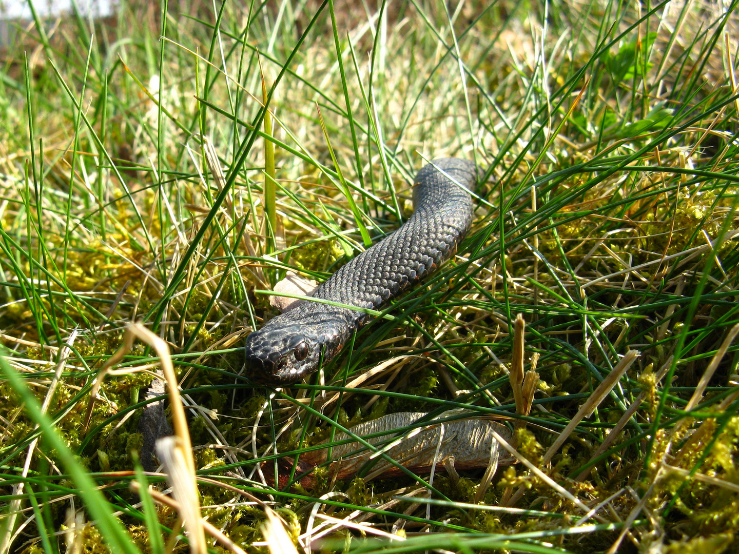 Höllenotter.....