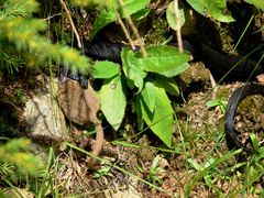 Höllenotter, die schwarze Variante der Kreuzotter