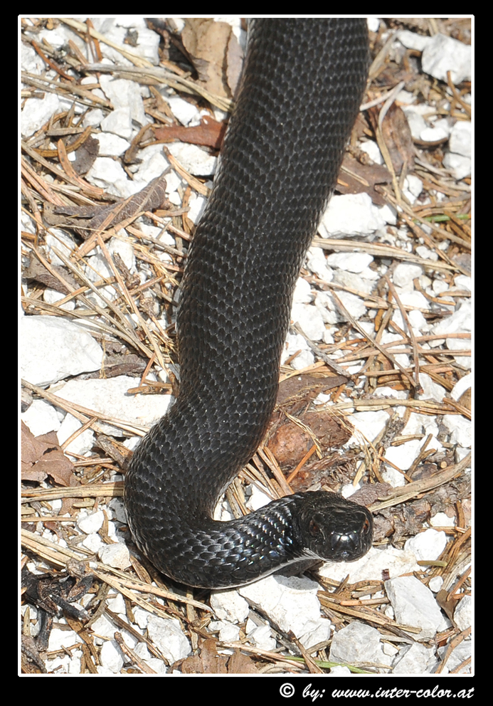 Höllenotter oder Kreuzotter, Vipera berus