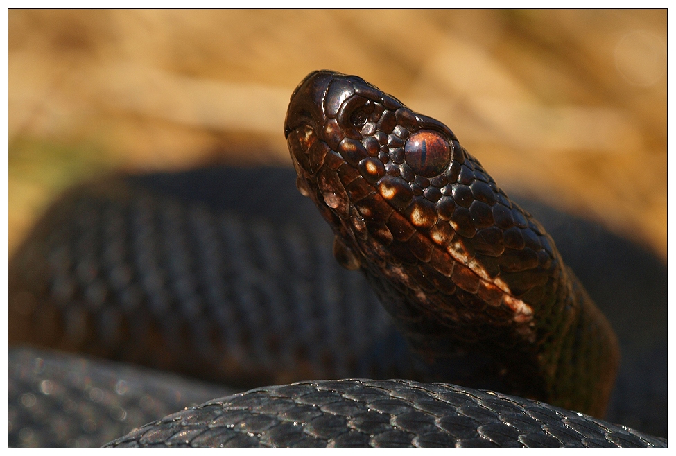 Höllenotter (Vipera berus berus)