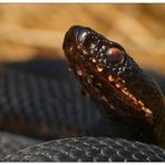 Höllenotter (Vipera berus berus)