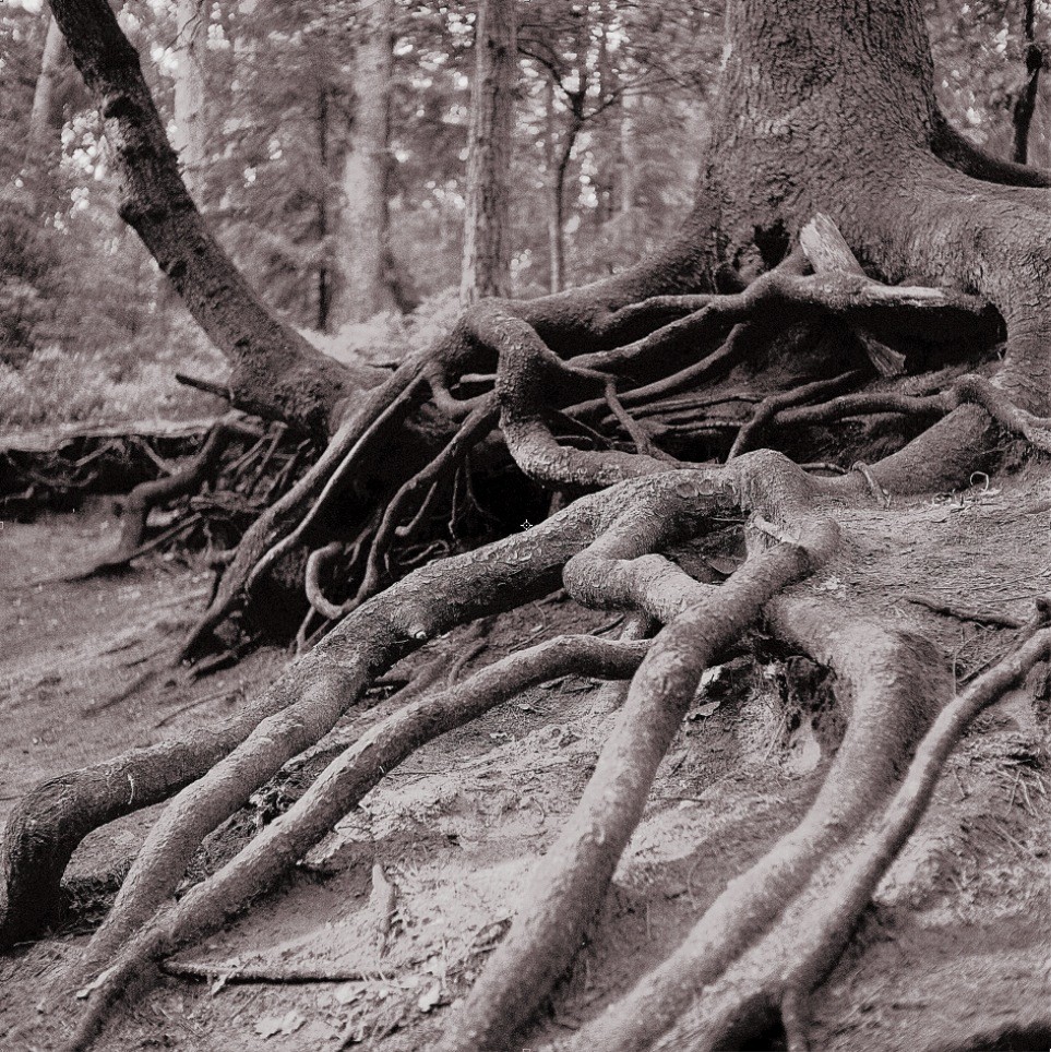 Höllenschlucht Buchholz / Nordheide