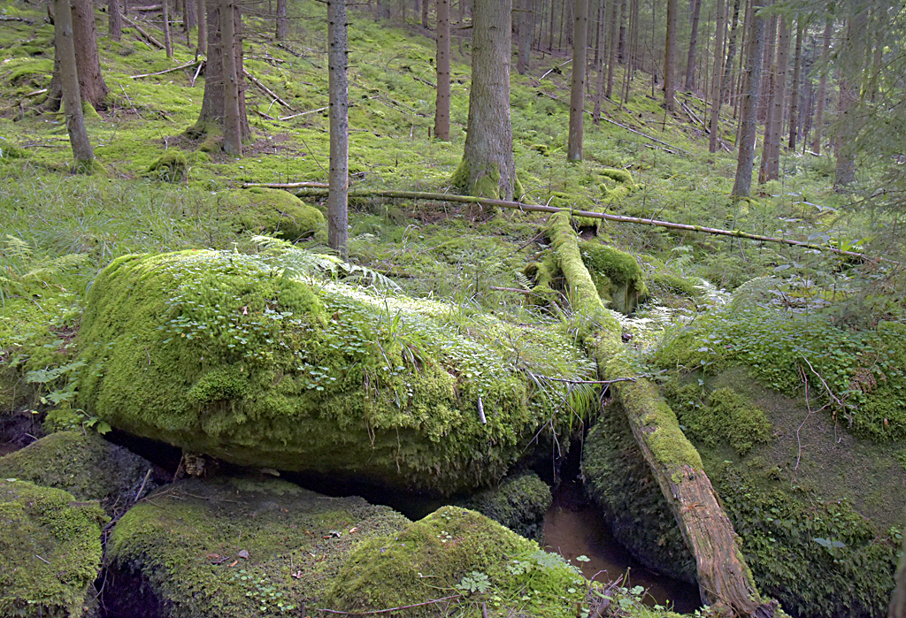 Höllgraben bei Litschau