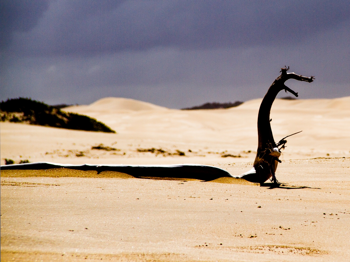 Hölzernes Ungeheuer am Strand von Port Elizabeth