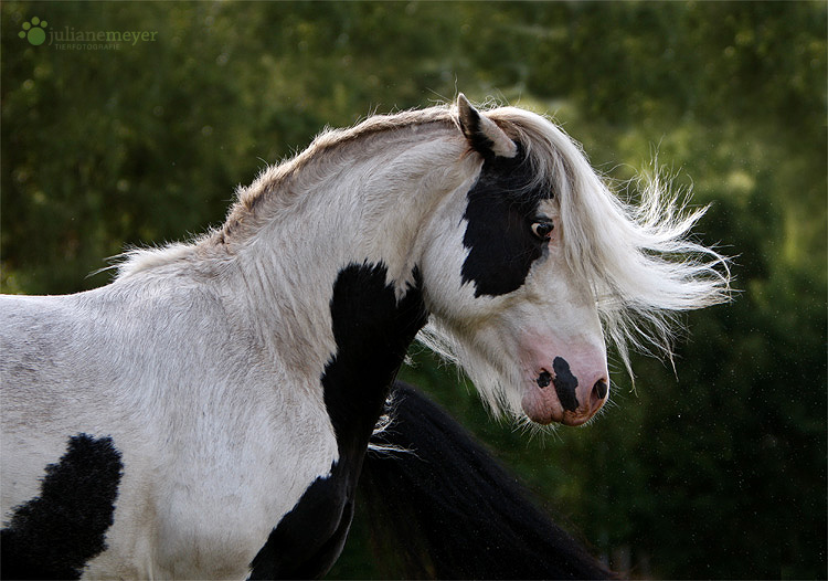 Höngschtig