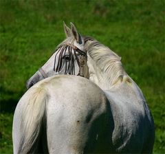 Hör mir zu...