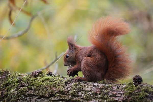 hörbares knabbern ...
