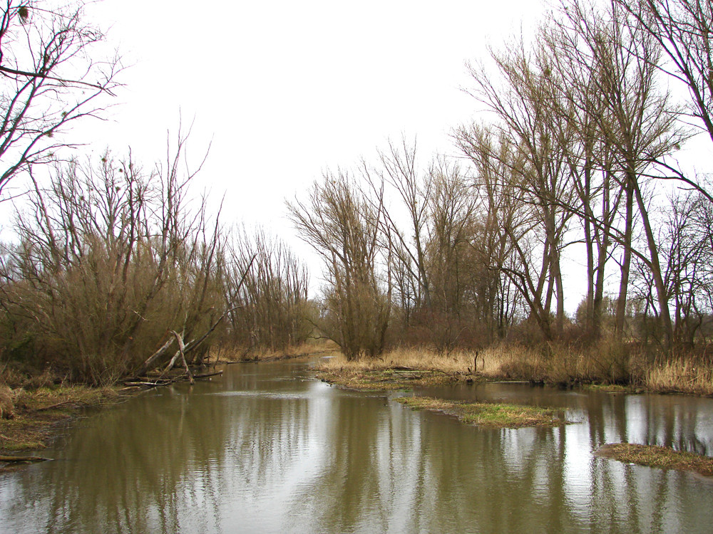 Hördter Rheinaue