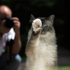 Höre auf zu fotografieren und lass mich raus.