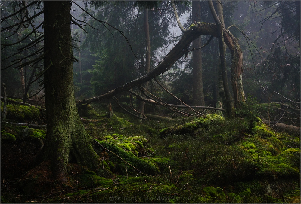 Höre wie's durch die Wälder kracht