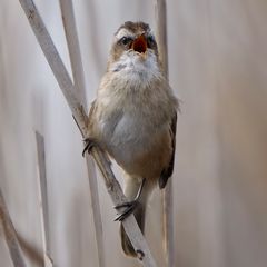 Höret meinen Gesang!