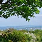 Höri, Blick nach Radolfszell