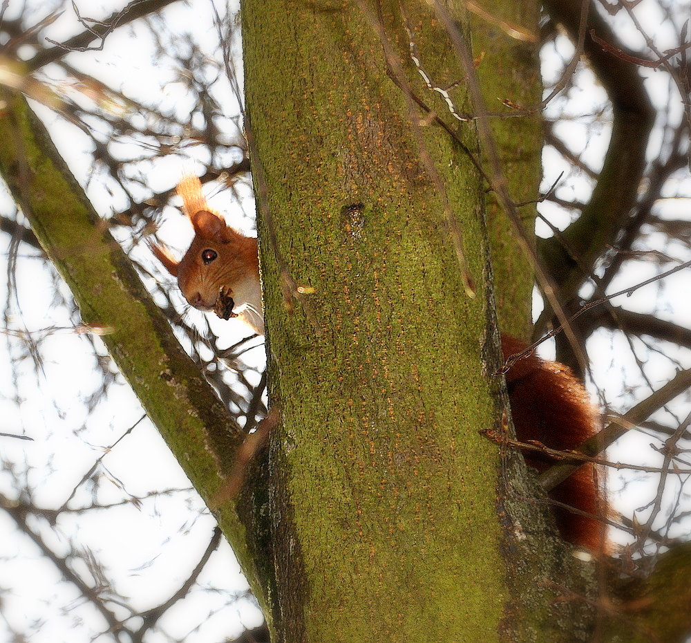 Hörnchen ;)