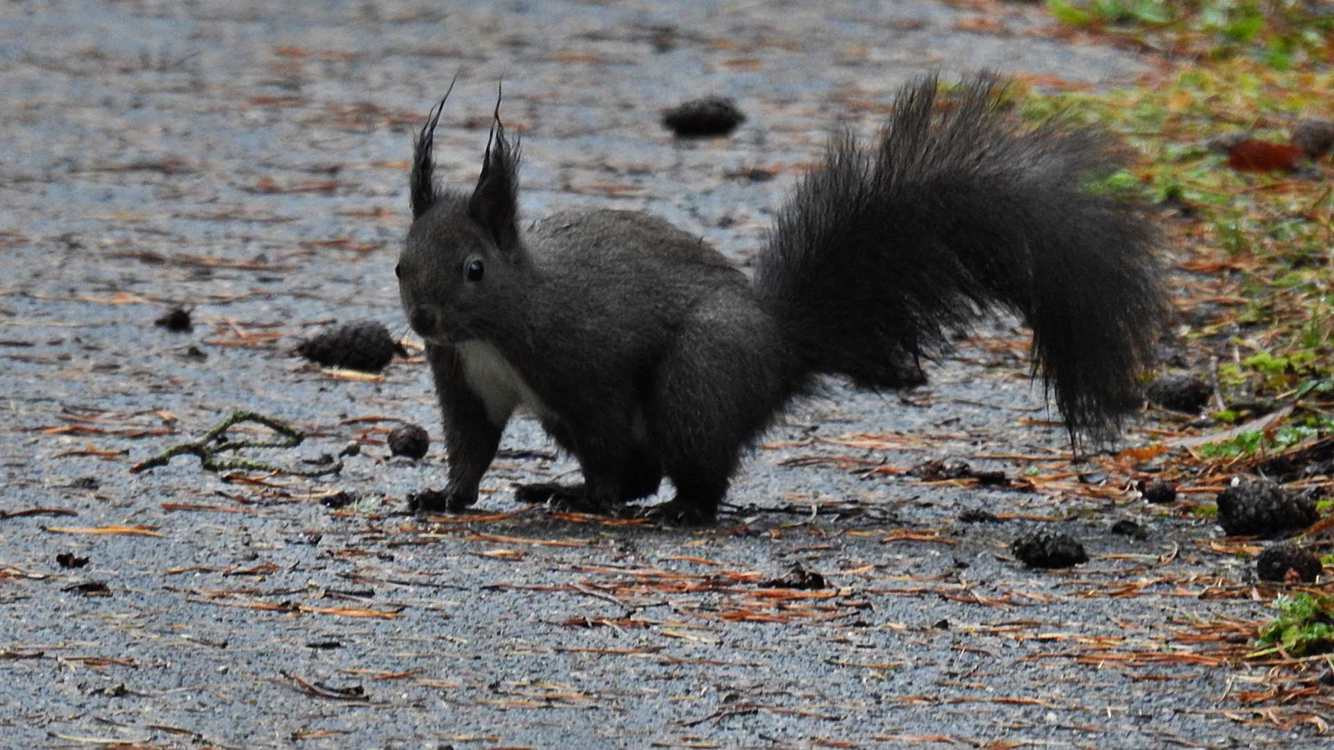 Hörnchen 1