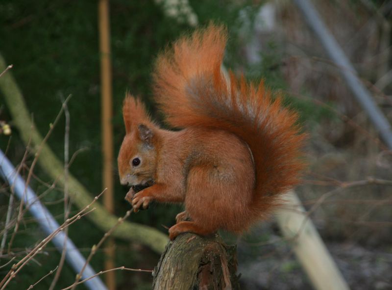 Hörnchen