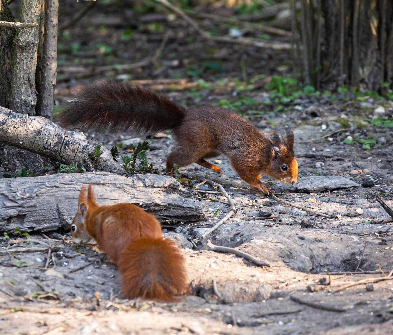 Hörnchen