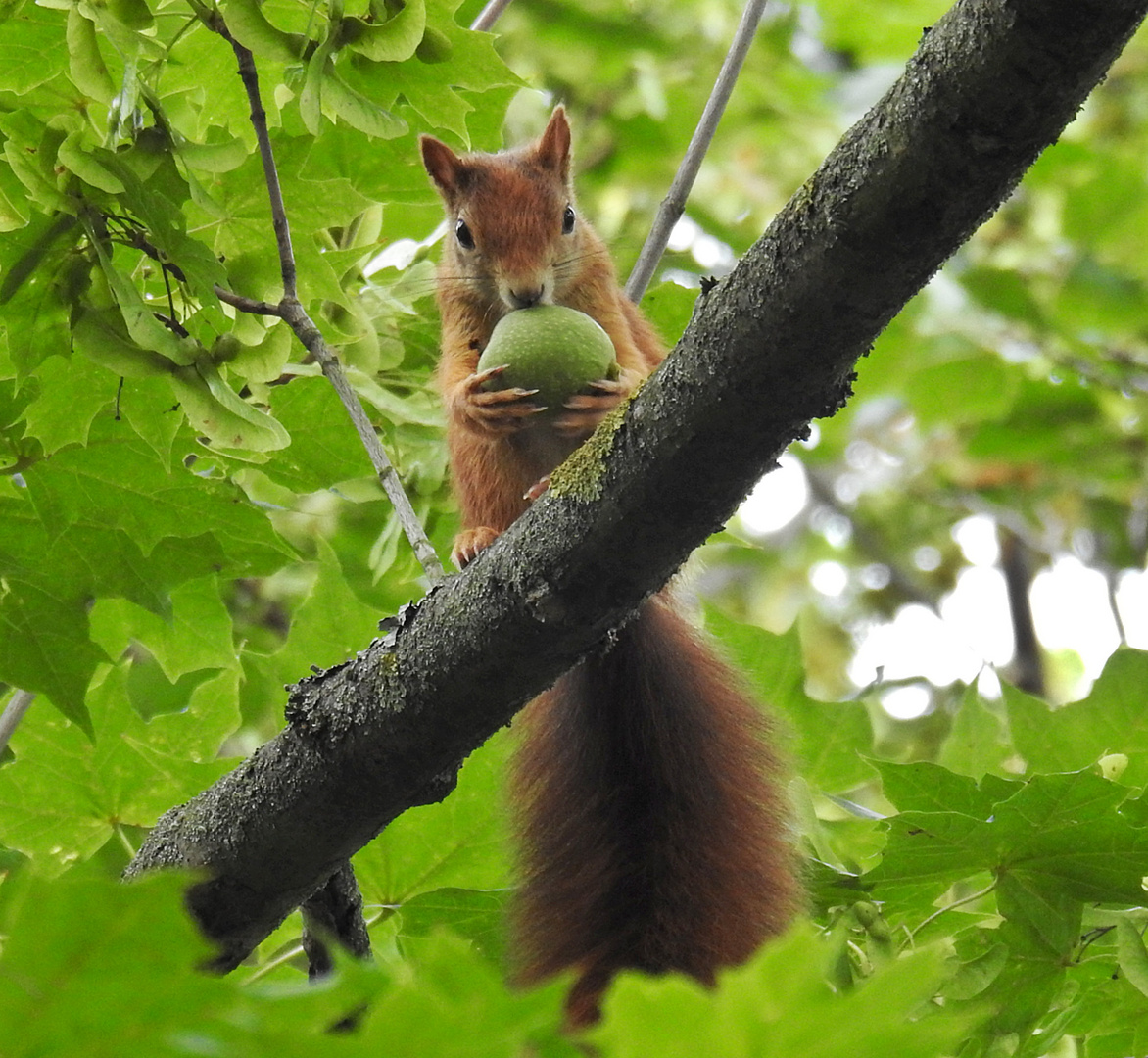 Hörnchen 14