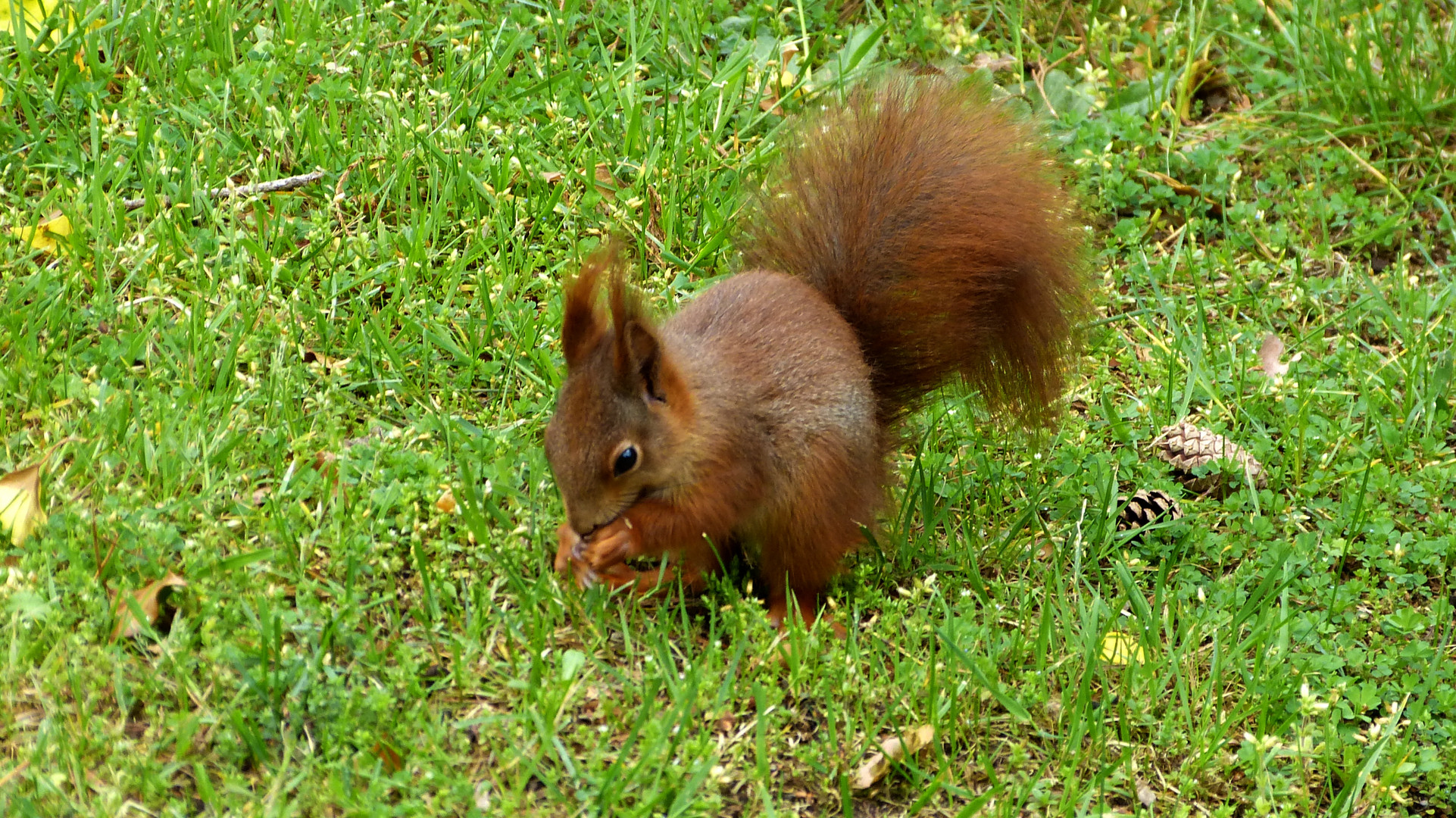 Hörnchen