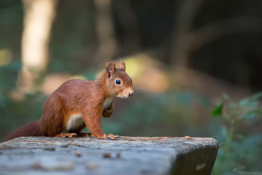 Hörnchen