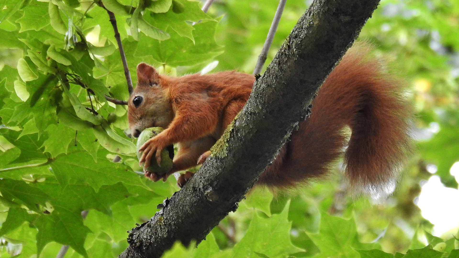 Hörnchen 18